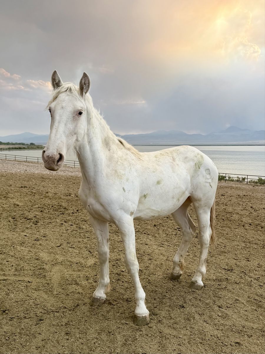 Unique Yearling Half Draft Filly