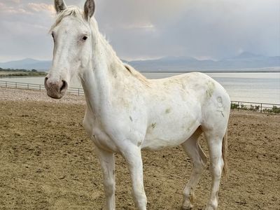 Unique Yearling Half Draft Filly