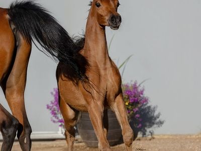 Fine Arabian horses
