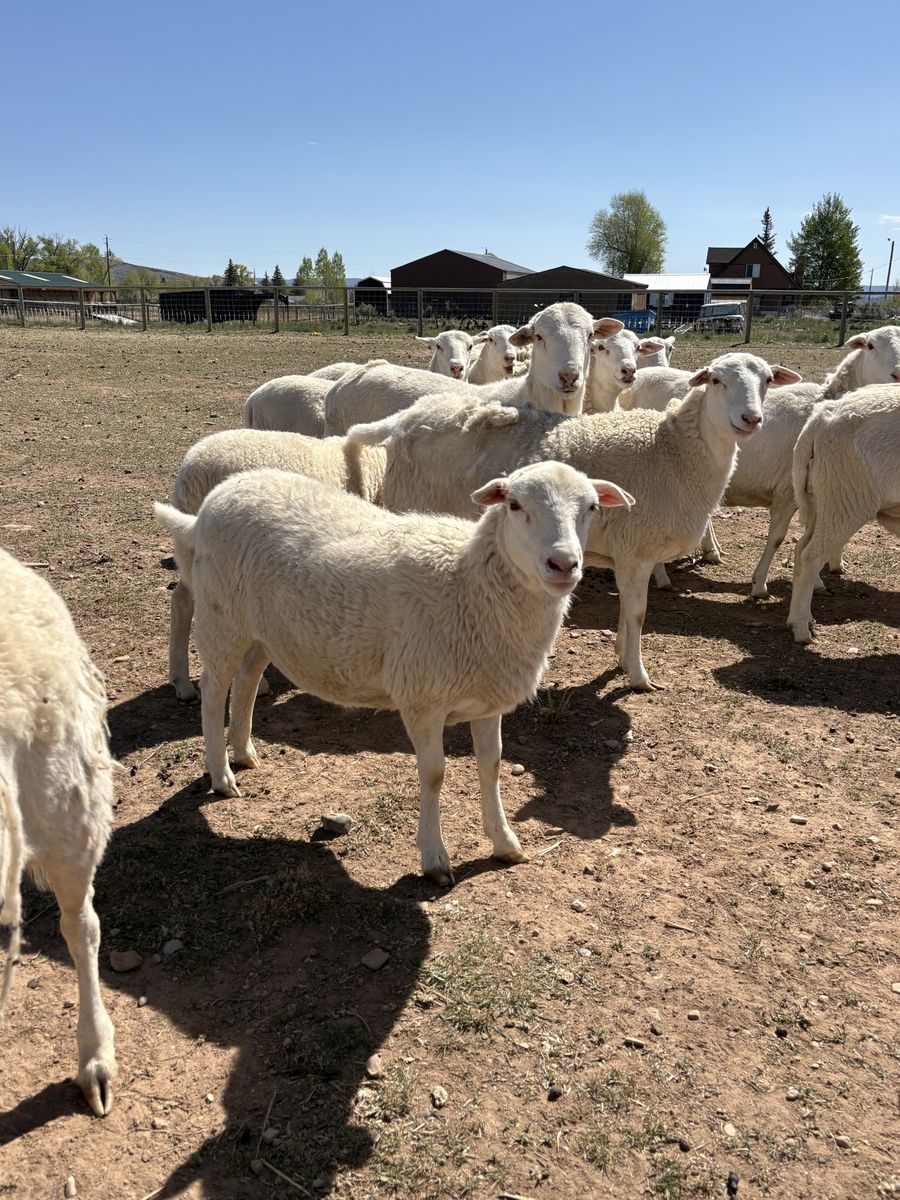 White Dorper Ewe Lambs