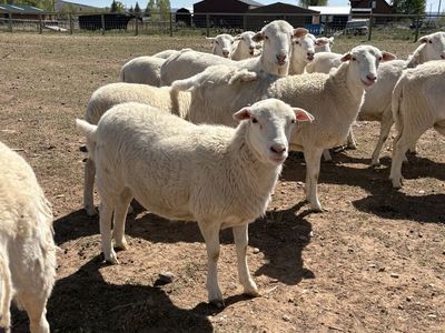 White Dorper Ewe Lambs