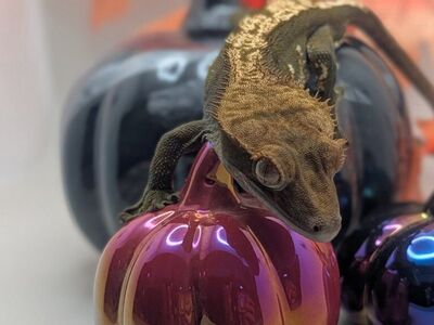 Crested Geckos