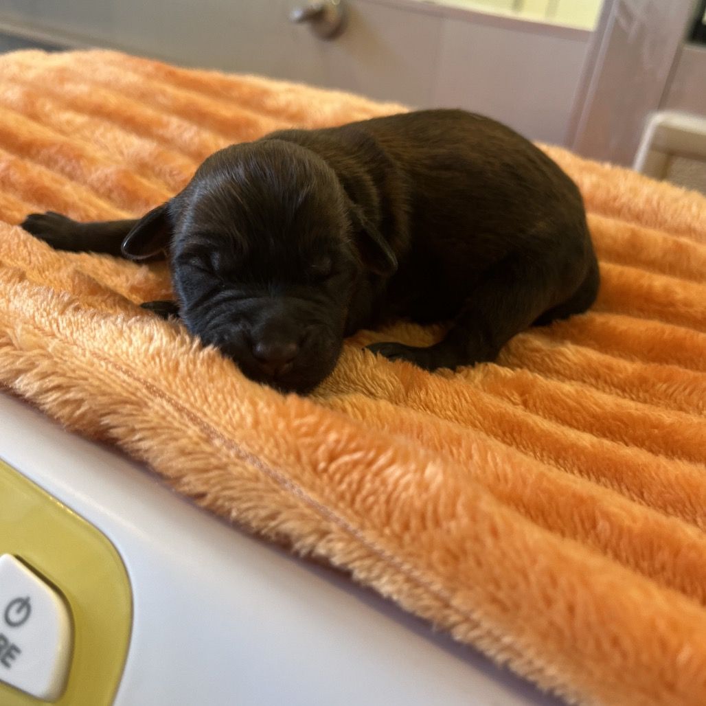 Hello my name is Constellation