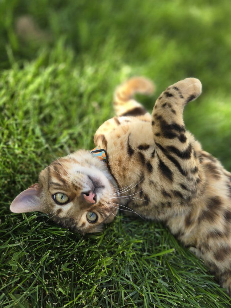 TICA registered male Bengal Kitten Available