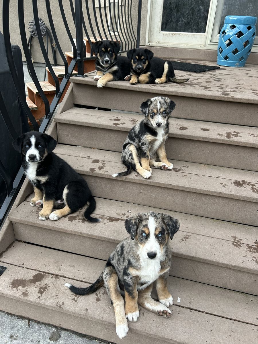 Aussie-Huskies - Only 2 Puppies Left