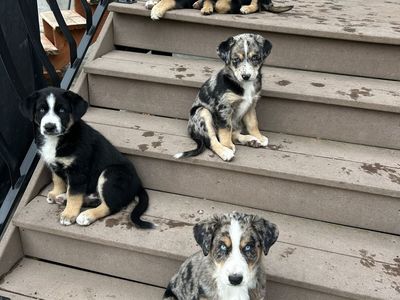 Aussie-Huskies - Only 2 Puppies Left