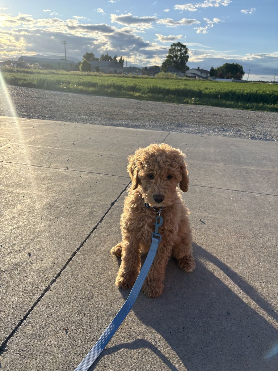 Golden Doodle Male 5 mo old Pup