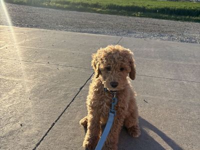 Golden Doodle Male 5 mo old Pup