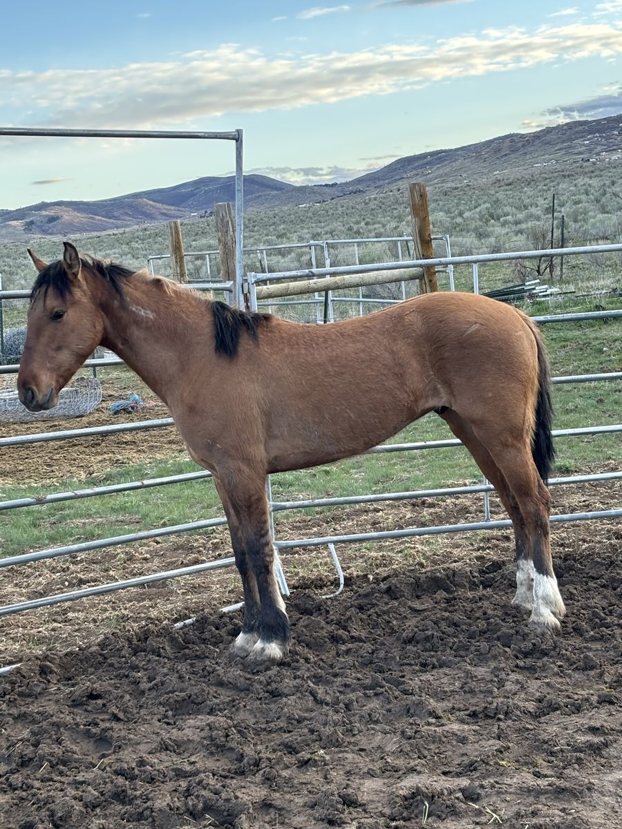 2 year Mustang geilding