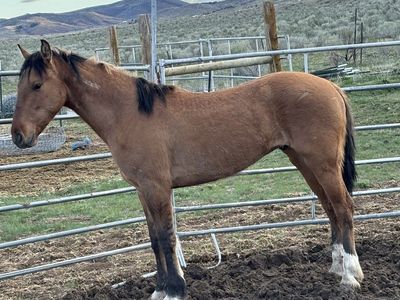 2 year Mustang geilding