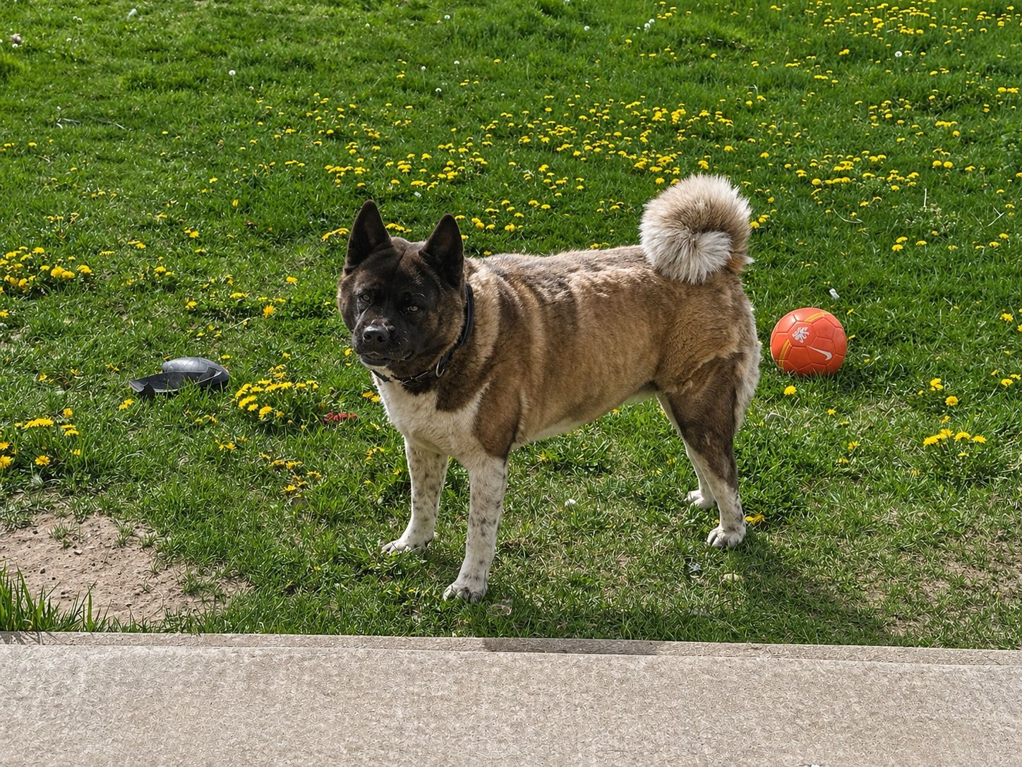Purebred Akita Female – Loving & Healthy
