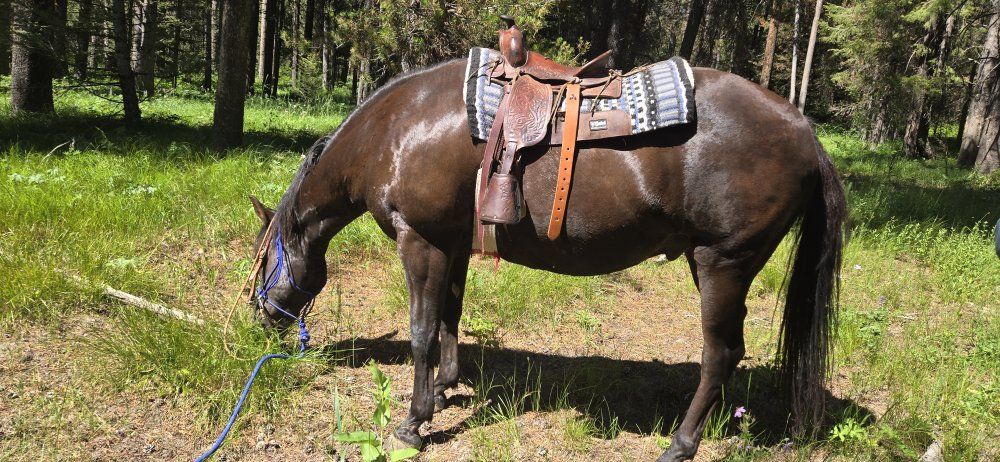 trail horse