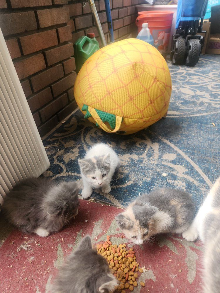 cats