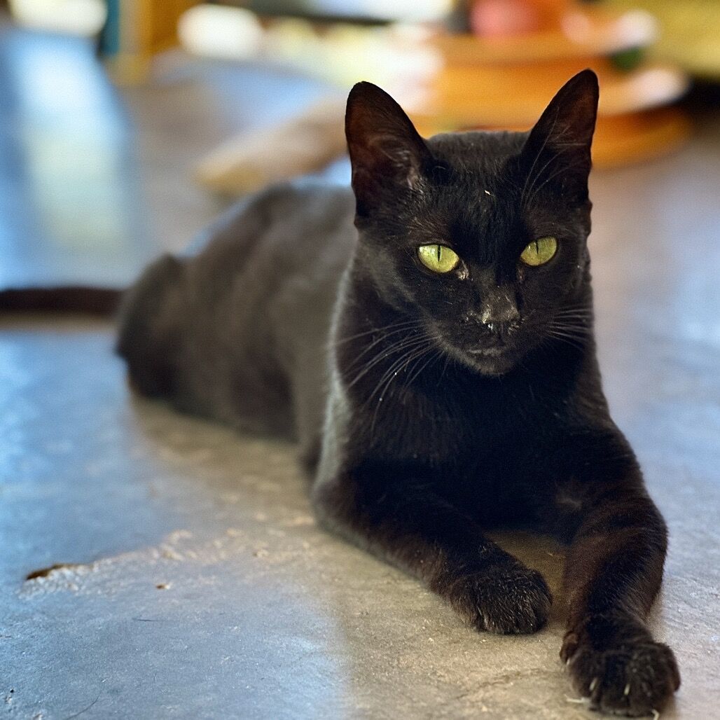 Hello my name is Sentra