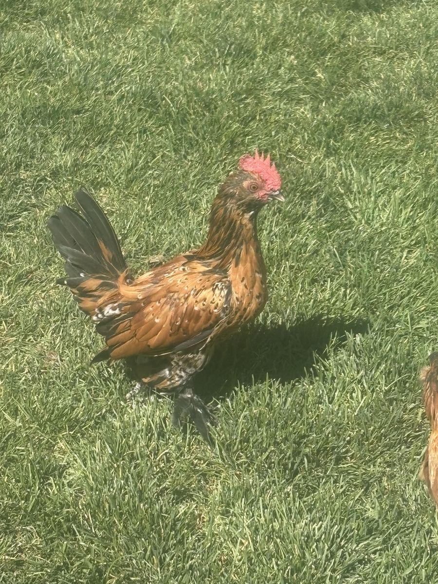 Mille Fleur d’Uccle Rooster $20