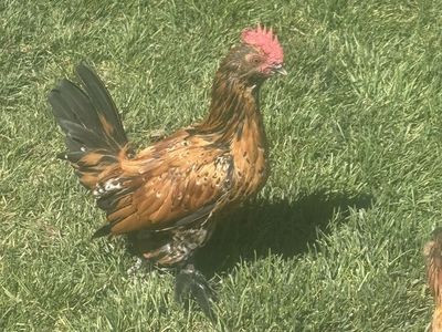 Mille Fleur d’Uccle Rooster FREE
