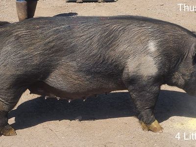 Sows (for breeding or sausage)