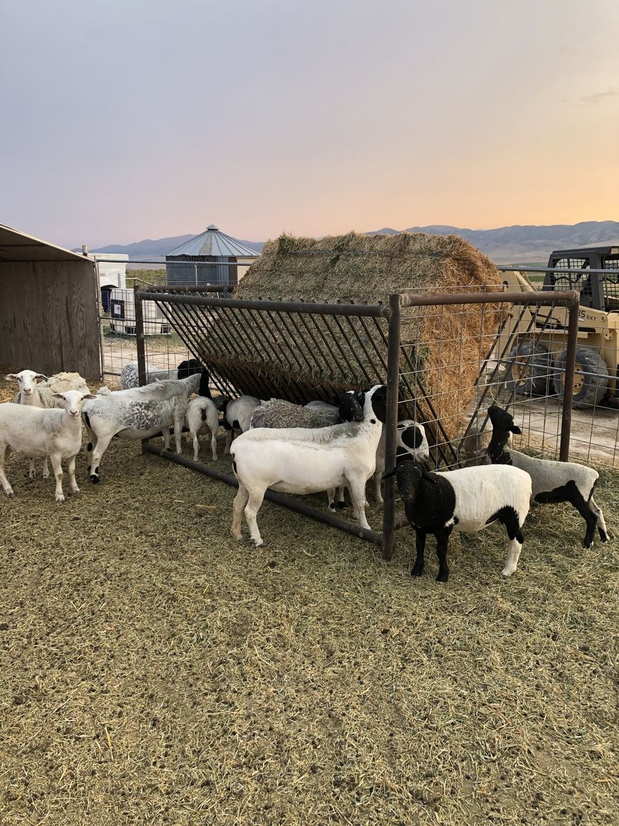 Bred Young Dorpers and Lambs