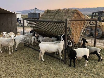 Bred Young Dorpers and Lambs