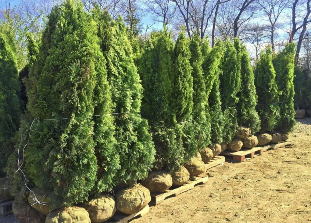 Emerald Green Arborvitae