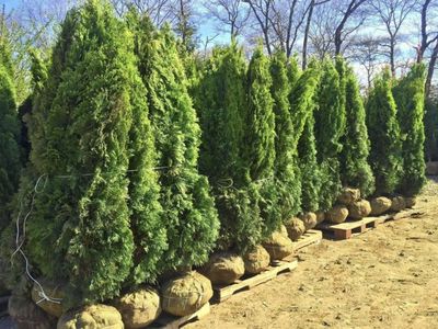 Emerald Green Arborvitae
