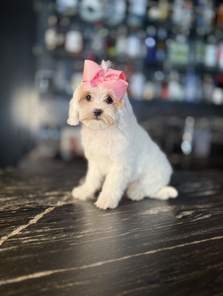 Darling Tiny Cavapoo Girls Ready Now