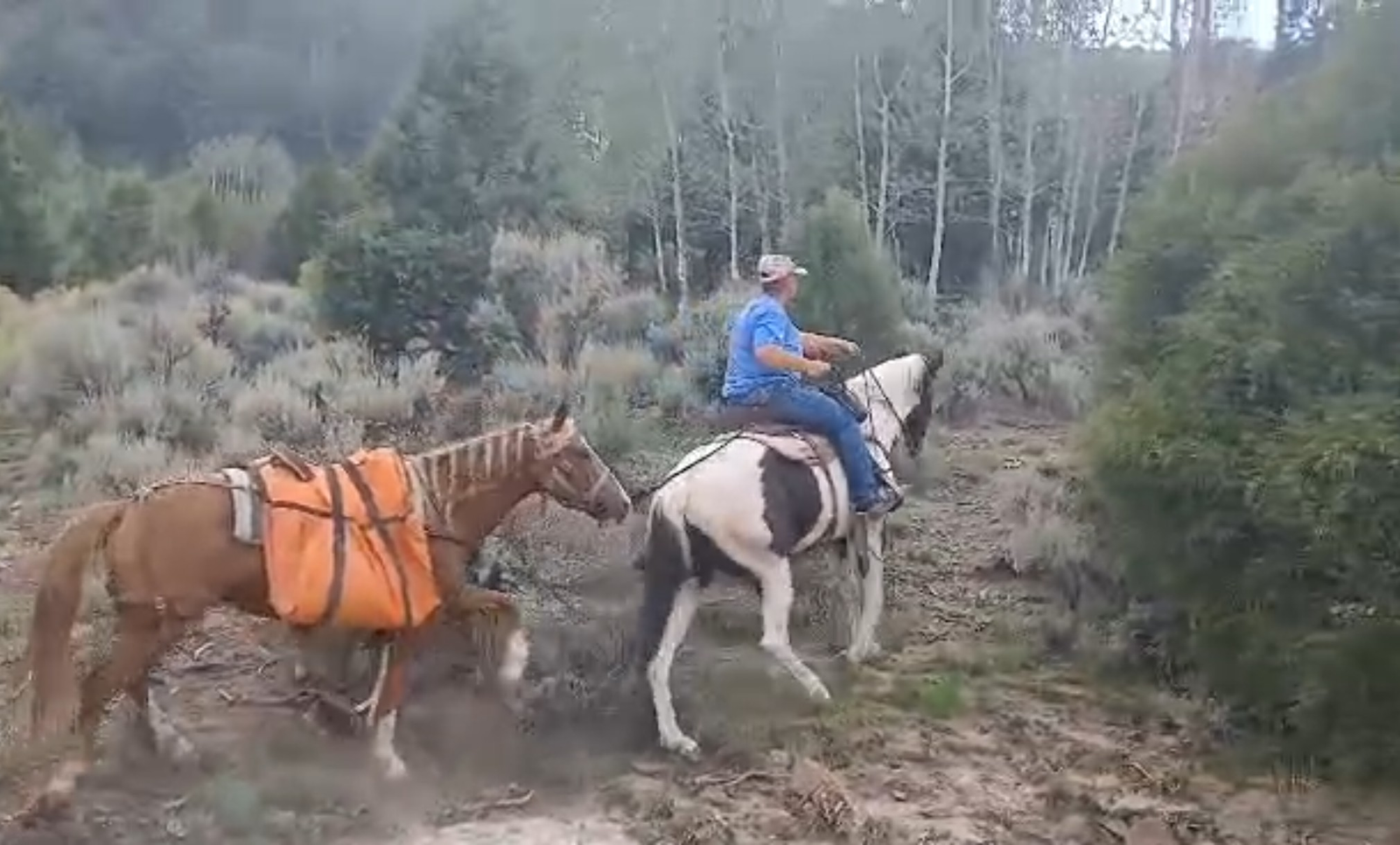 Paint mare
