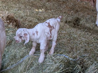 Boer doelings for sale
