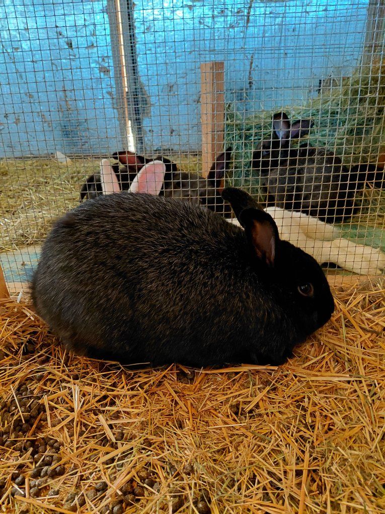 Cute Black Rabbit - Pets
