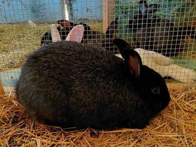Cute Black Rabbit - Pets
