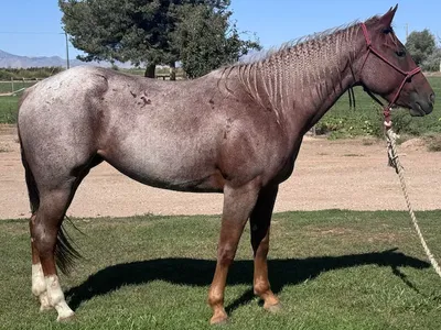 AQHA Red Roan - Selling March 28th