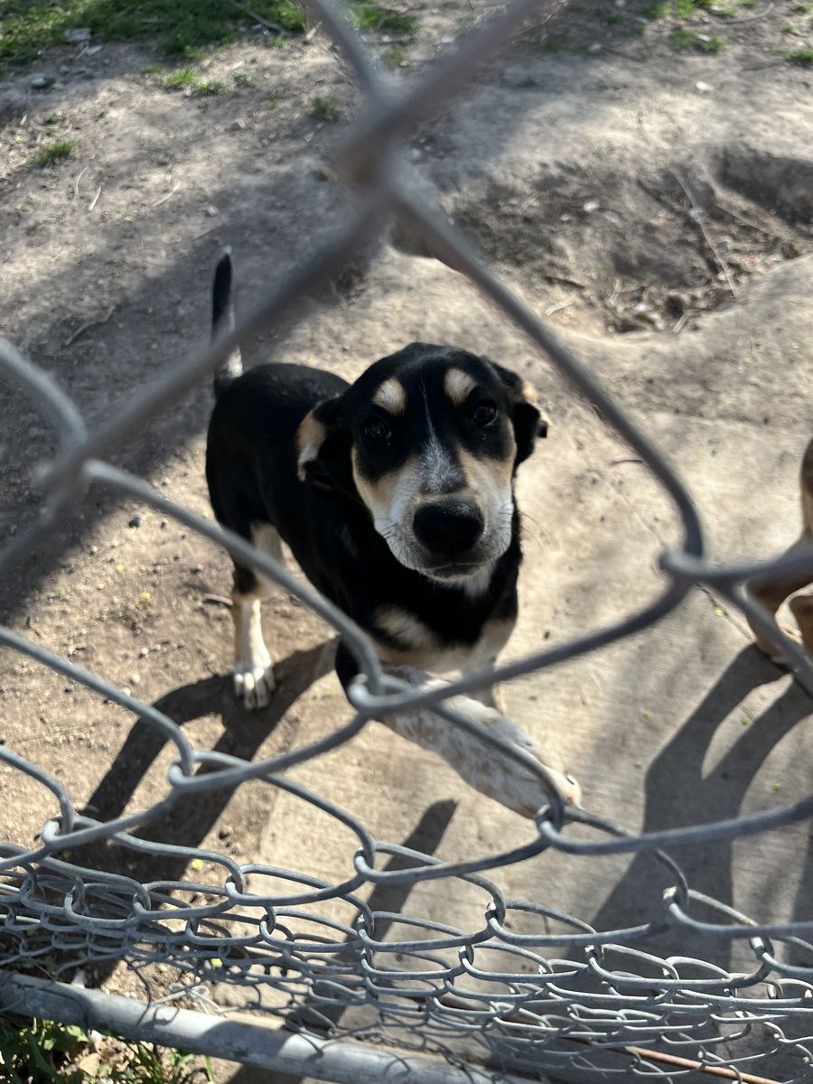 German Shepard Coonhound Mix