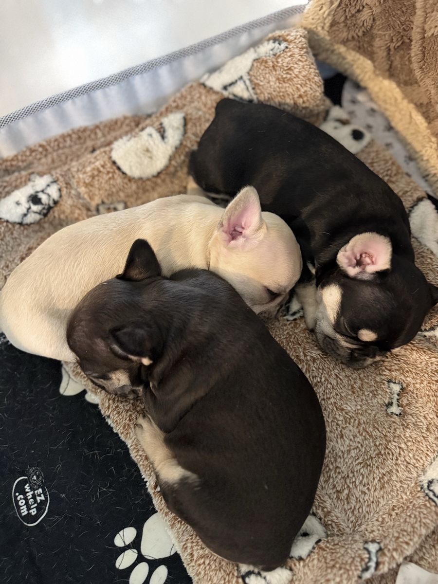 FRENCH BULLDOG PUPPIES