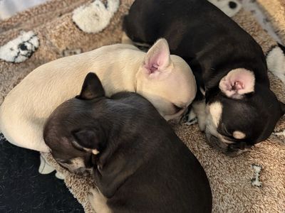 FRENCH BULLDOG PUPPIES