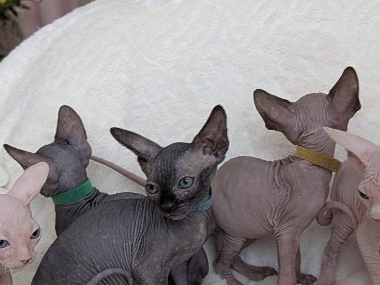 Adorable Sphynx Kittens