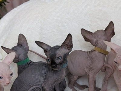 Adorable Sphynx Kittens