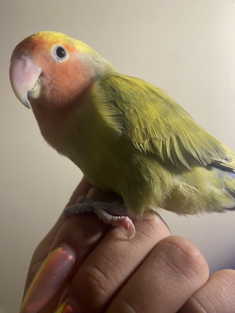 Lovebird for sale
