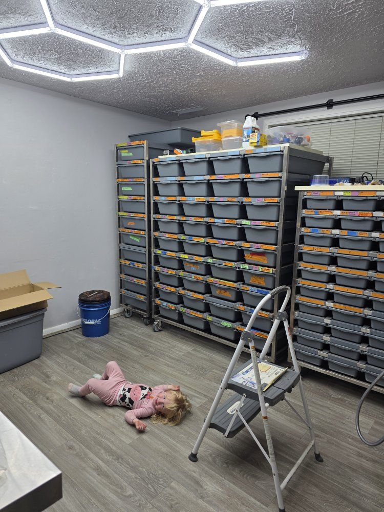 Ball Python breeding operation.