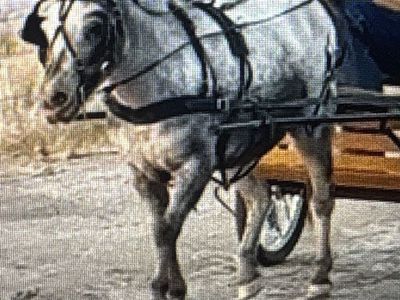 Pony