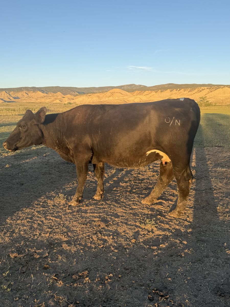 Bred Cow