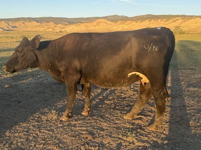 Bred Cow