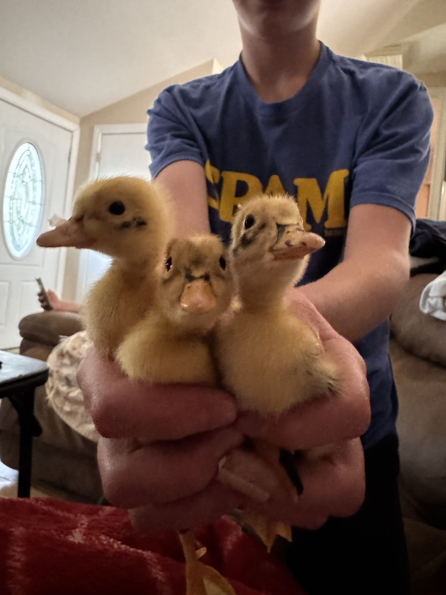 Ancona ducklings