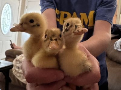 Ancona ducklings