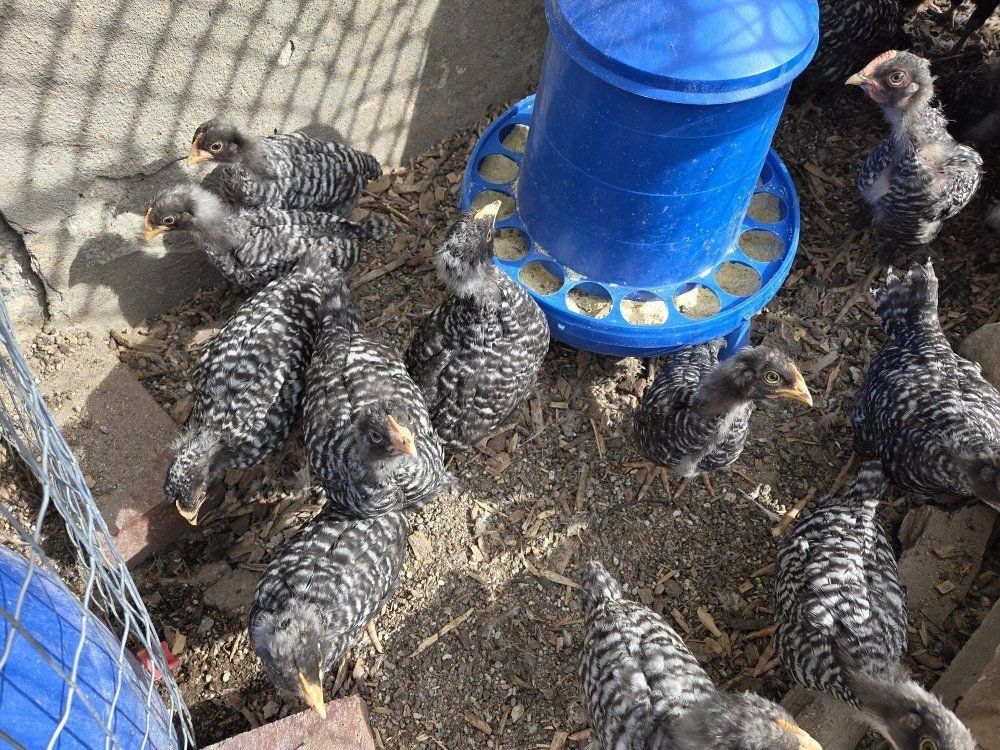 Coop Ready Hens Pullets Chicks Chickens Black Link