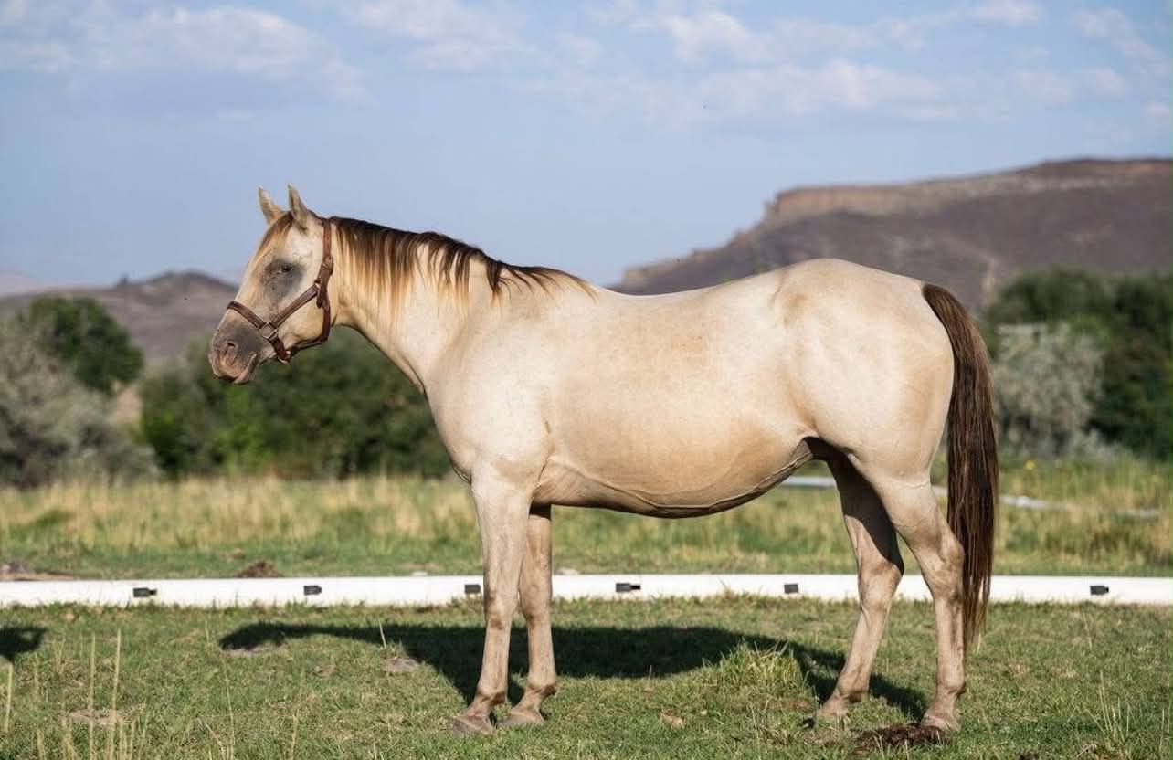 AQHA 2013 Classic Champagne Broodmare