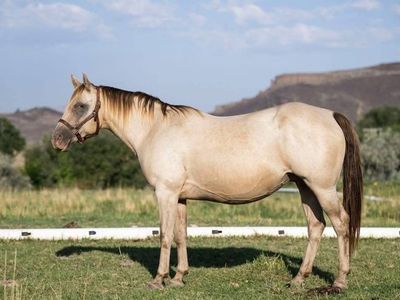 AQHA 2013 Classic Champagne Broodmare