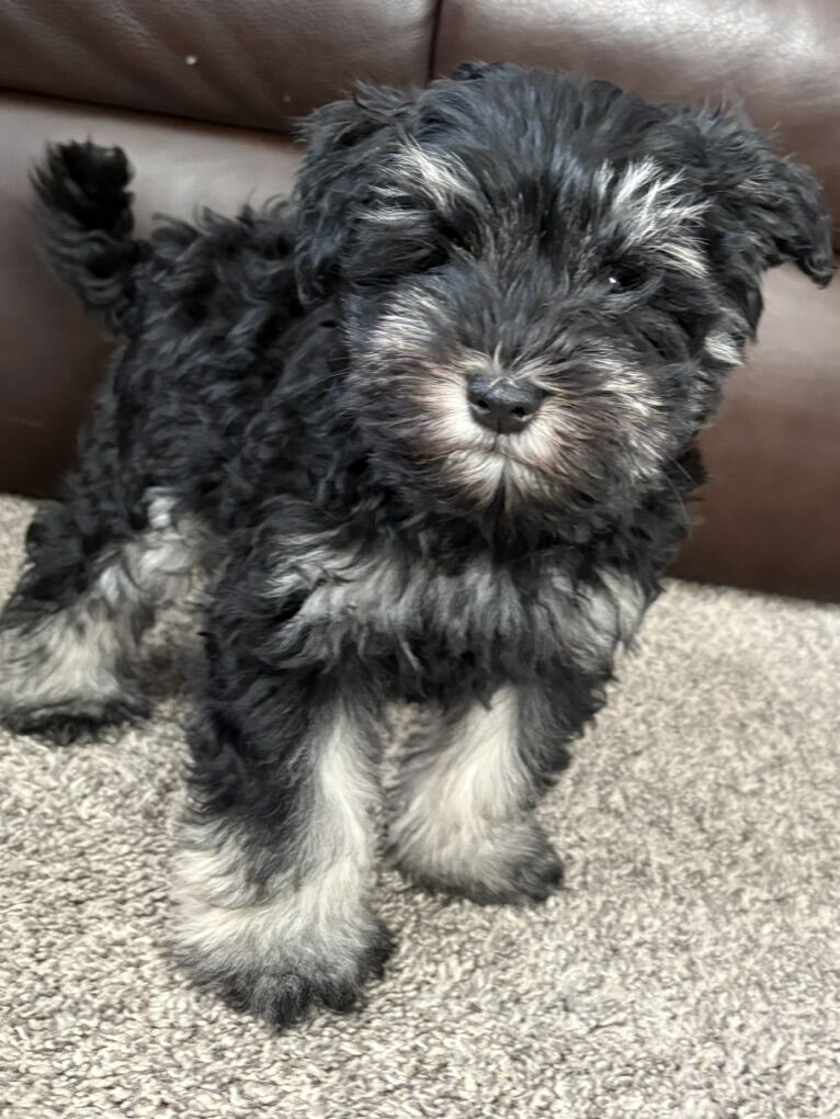 Miniature Schnauzer Pure Breed