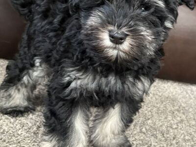 Miniature Schnauzer Pure Breed