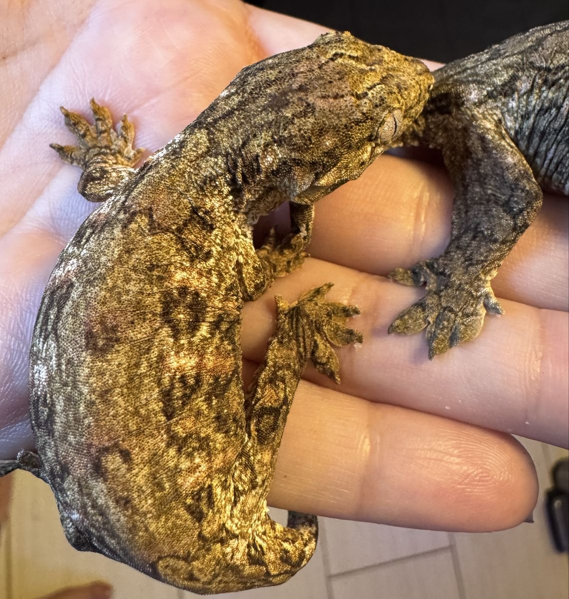 Leachianus Gecko
