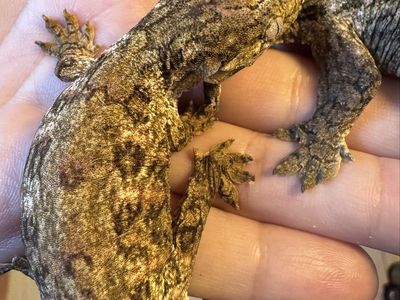 Leachianus Gecko